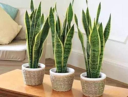 7種除甲醛植物介紹，你認識幾個？
